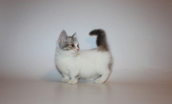Munchkin Kittens for salePets and Pet CarePetsGurgaonMaruti Udyog