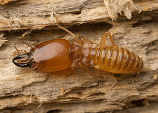 Termite control Services in ChennaiServicesEverything ElseEast DelhiOthers