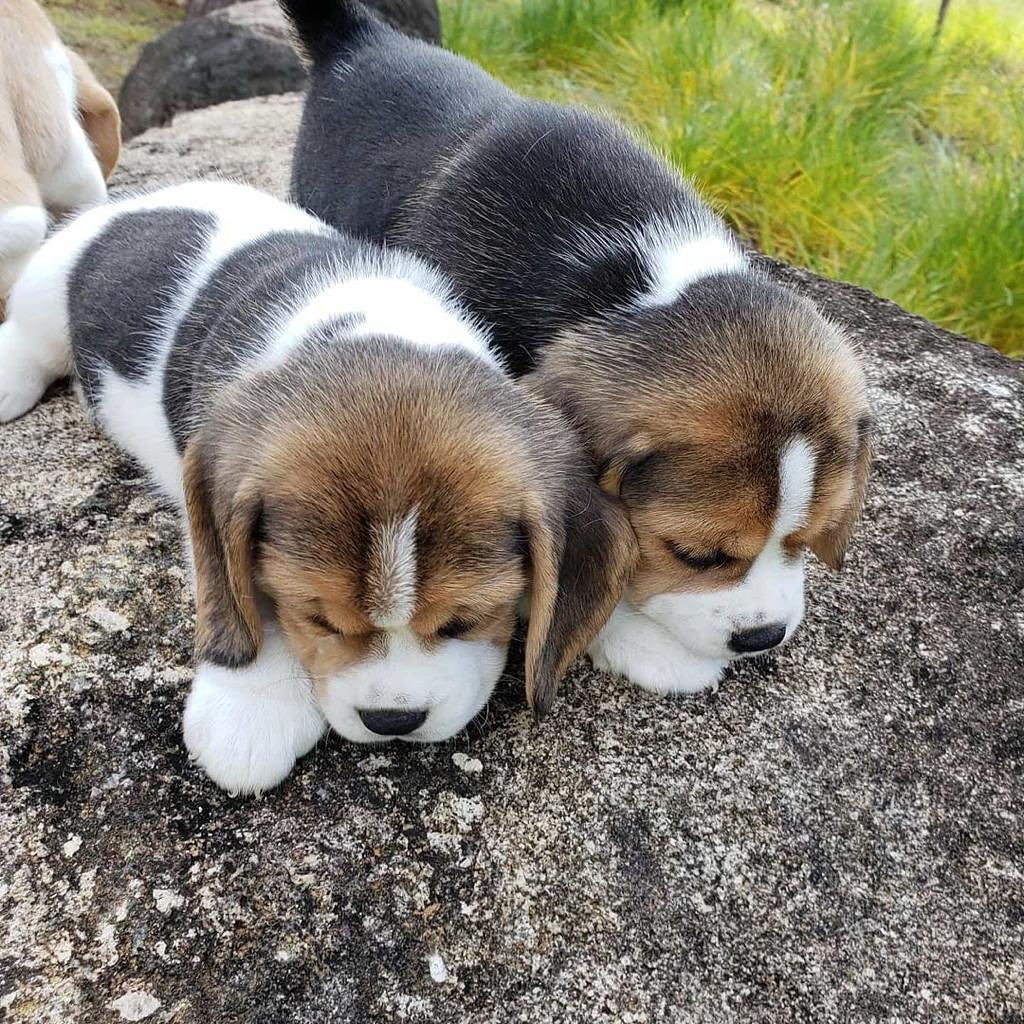 KCI REGISTARED BEAGLE PUPPIES FOR SALE