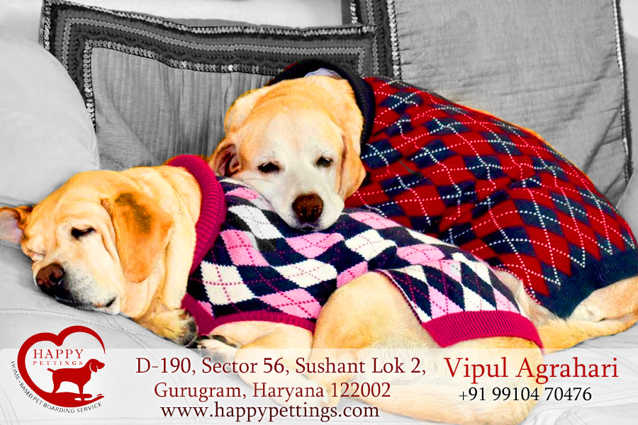 Dog Boarding Service Delhi | Pet Boarding Service Delhi - Happy PettingsPets and Pet CarePetsGurgaonSushant Lok