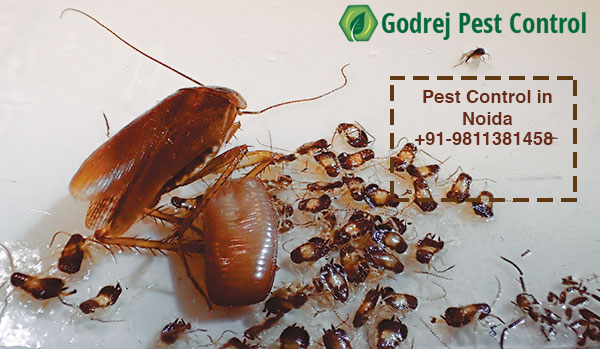 Pest Control Services in Gurgaon | Call 9811381458ServicesHousehold Repairs RenovationGurgaonDLF